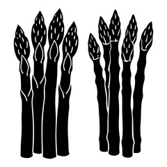 Fototapeta premium Fresh asparagus vector and Silhouette of asparagus art collections