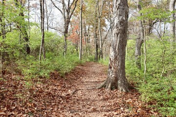 The hiking trail in the woods on a sunny fall day.