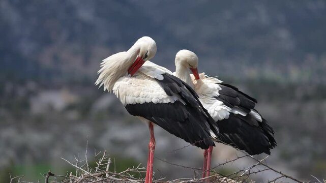 white stork ciconia