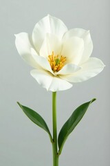 White flower with soft, fluffy texture isolated on white background, elegant, simple, flower