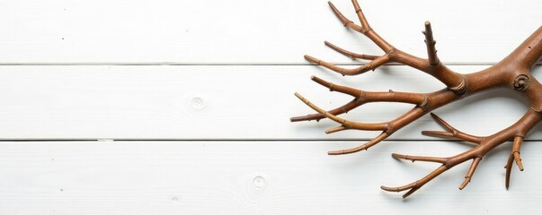 Wooden isolated tree branches on a wooden white background, white background, wooden objects