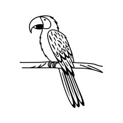 black and yellow macaw