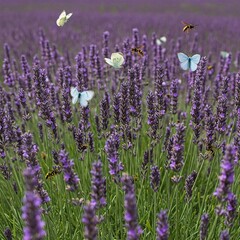Fototapeta premium field of lavender