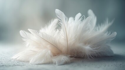 Fototapeta premium White fluffy feathers resting on a pale teal blue backdrop - soft focus.