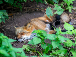 Ein Fuchs ruht im Unterholz