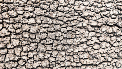 Cracked rough tree bark closeup texture showing natural weathered wooden surface with detailed aged organic pattern in sunlight