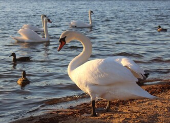 swans on the lake