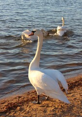 Swan. A group of white swans on a sandy riverbank at sunset. Beautiful natural background. Evening landscape. Beautiful birds. In the rays of the spring sun. Bright horizon. Birds in close-up