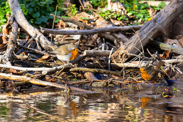 European robin bathing at forest pond..