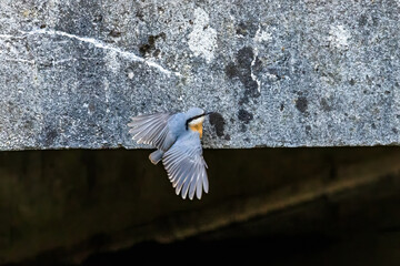 Eurasian nuthatch climbing upside down on concrete wall above water..