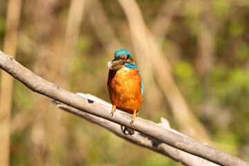 Kingfisher
