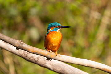 Kingfisher