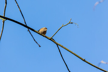 Singing Eurasian wren perched on a branch against blue sky