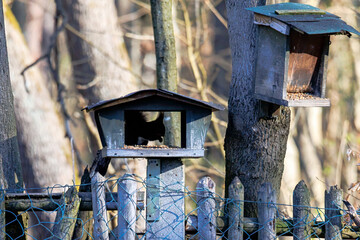 Dark morph Eurasian red squirrel on wooden fence..