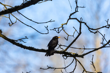 Male blackbird perched on a tree branch in early spring..