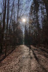 Obraz premium Forest path in backlight with sunlight through bare trees..