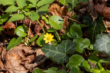 Lesser celandine blooming on forest floor in early spring..