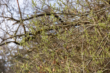 Blue tit perching in budding willow shrub in early spring..