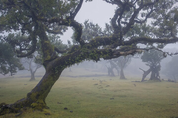 Capturing the mystical beauty of Fanal Forest in Madeira