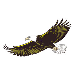 Majestic Bald Eagle in Flight - Vector Illustration