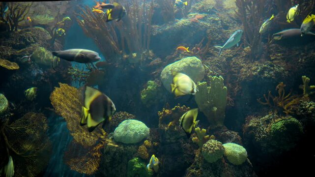 Brightly colored fish with flat bodies moving gracefully around corals.