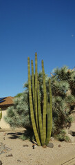 Arizona desert style xeriscaping with Yucca brevifolia (Joshua Tree) and Organ Pipe (Stenocereus thurberi) of roadsides covered with gravel, rocks and boulders