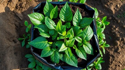 Sweet potato leaves developing in a plant bag. Aerial view.