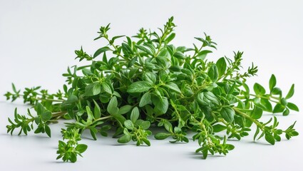 Thyme separated. Fresh thyme plant assortment is floating.