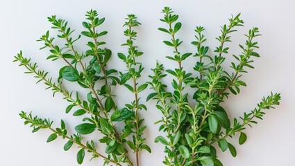 Fototapeta premium Thyme isolated on a background, with a complete depth of field and clipping path.