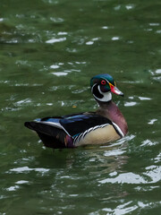 Beautifully colored wood duck swimming in the rippling waves of a small pond.