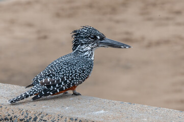 Giant kingfisher perched on the edge of a bridge scanning the water below for potential prey