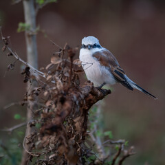Red-backed Shrike looking at the cameraman from his perch