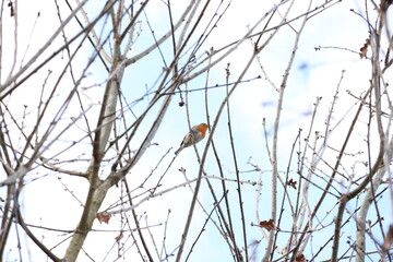 tree, branch, nature, winter, sky, snow, branches, cold, plant, wood, spring, blue, white, season, bird, abstract, ice, frost, autumn