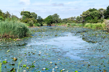 Lily covered dam formed on a river in the Kruger National Park.