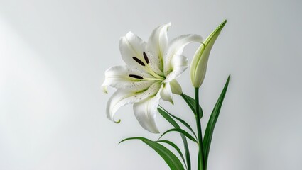 Obraz premium White lily. Separate on backdrop.