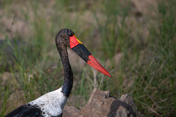 Portrait of a Saddle-billed Stork in an upright position as he maneuvers around a small pond.