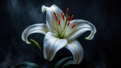 White lilium flower against a dark background