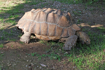 Fototapeta premium Promenade de la tortue