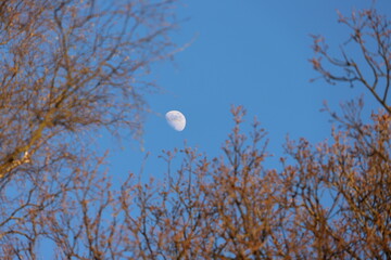 moon, sky, night, blue, tree, space, nature, evening, light, moonlight, clouds, lunar, dark, full, silhouette, day, trees, planet, white, forest, astronomy