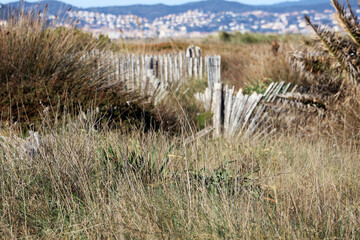 Fototapeta premium Paysage entre herbes folles et ganivelles