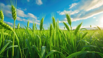 Obraz premium Farmland showcasing youthful green wheat sprouts, lively scenery in bright sunlight, blue sky as the backdrop