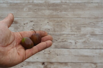 Farmer holding freshly picked hardy kiwi fruits in hand