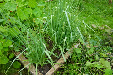Perennial leeks growing in a raised bed garden