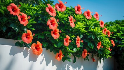 Bushy green hedge featuring red hibiscus flowers.