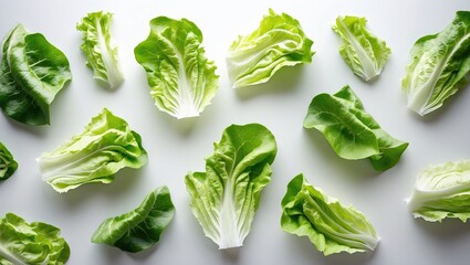 Isolated white background featuring chopped iceberg lettuce leaves