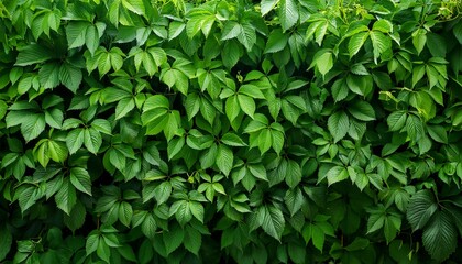 green leaves of wild grapes green wall background
