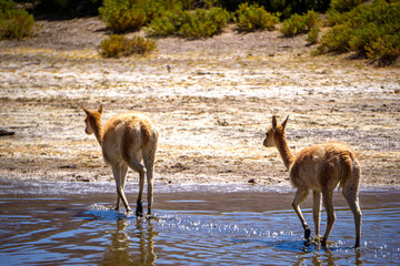 Two Vicuñas (Vicugna vicugna) Walking Across a Water Puddle in the Arid Atacama Desert Landscape with Sparse Vegetation