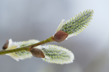 Spring young buds under the snow.  Close-up of buds growing outdoors. Cold spring day, snow lies on a young  buds. Shallow depth of field