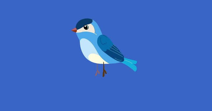 Blue passerine bird cartoon animation character jumping isolated. Blinking eyes seamless loop behaviour animal part of a serie moves. 4K video film movie for any landscape background.