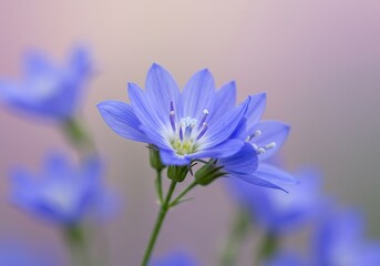 Fototapeta premium Blue beautiful flower on a beautiful toned blurred background